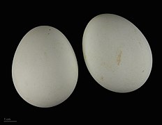 Hieraaetus pennatus MHNT.ZOO.2010.11.87.1.jpg