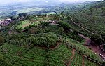 Thumbnail for File:Kebun Teh Jamus, Ngawi.jpg