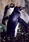 Macaroni-pinguïn (Eudyptes chrysolophus)