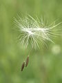 Papusul la păpădie (Taraxacum officinale)