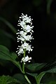 Maianthemum dilatatum