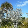 Silver buttonwood and palm