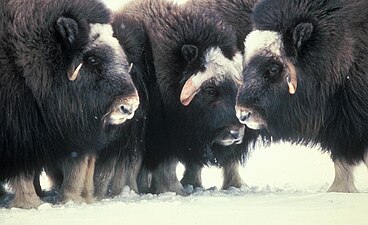 Muskusossen in Yukon Delta National Wildlife Refuge, Alaska