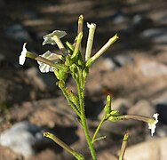 Nicotiana attenuata