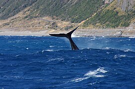 North Pacific Right Whale, Niijima, March 2, 2011 by Aramusha G.jpg