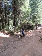 Paro Taktsang, Taktsang Palphug Monastery, Tiger's Nest -views from the trekking path- during LGFC - Bhutan 2019 (327).jpg