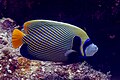 Emperor angelfish