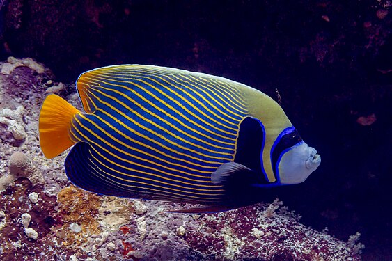 Emperor angelfish (Pomacanthus imperator), Red Sea, Egypt.
