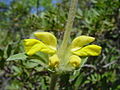 Phlomis lychnitis