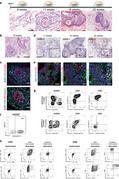 Repopulated thymus scaffolds mature in vivo and promote functional T cell development.webp