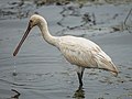 Immature Eurasian spoonbill, Bundala National Park