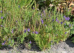 Scutellaria baicalensis kz03.jpg