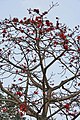 कोलकाता, पश्चिम बंगाल, भारत येथील फुले येत असलेले सांवरीचे झाड.