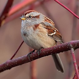 Le bruant hudsonien (Spizella arborea) est un passereau de taille moyenne, habitant de la toundra arctique jusqu'à la limite septentrionale de la forêt boréale en Alaska et au Canada. En hiver, ces oiseaux migrent vers les États-Unis et le sud du Canada. (définition réelle 1 024 × 1 024)