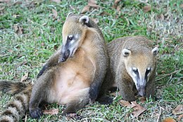 Paprastasis koatis (Nasua nasua)