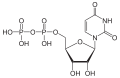 Deutsch: Struktur von Uridindiphosphat English: Structure of Uridine diphosphate