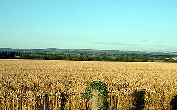 Fekunda kampo en Dorset, Anglio