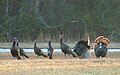 Flock of Eastern Wild Turkeys in northern Florida.