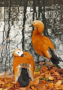 Ruddy shelduck, by Michael Gäbler