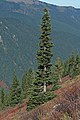 Image 4The narrow conical shape of northern conifers, and their downward-drooping limbs, help them shed snow. (from Conifer)