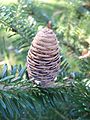 Ostsibirische Tanne (Abies nephrolepis)