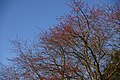 Flowering tree