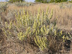 Artemisia cana 001 — Matt Lavin.jpg