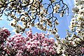 de:Magnolienhain (Aschaffenburg) im Frühjahr 2017