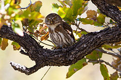 Description de l'image Baja Pygmy Owl (Glaucidium hoskinsii) (8079381167).jpg.
