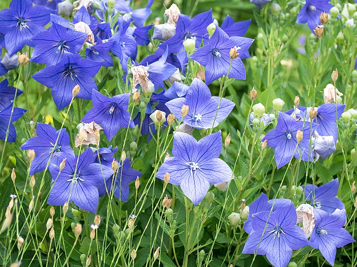 Balloon flowers