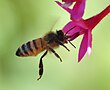 דבורת הדבש (Apis mellifera), פועלת משחרת על יטרופית