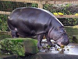 En dvärgflodhäst på Bristol zoo, England.