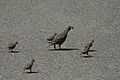 Some birds, such as the quail, live mainly on the ground.