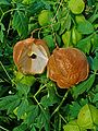 Rakkopalloköynnös eli rakkoköynnös (Cardiospermum halicacabum)