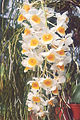 Dendrobium Chet's Choice (Dendrobium densiflorum × farmeri), a hybrid belonging to the section Densiflorum (syn. Callista)