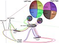 แผนผังสามมิติแสดงลำเส้นใยประสาทตา (optic tract)