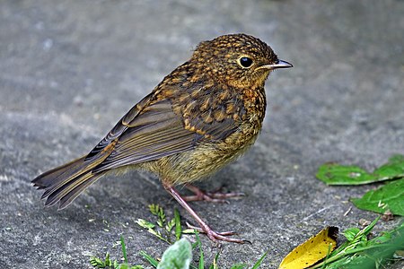 European robin, juvenile, by Charlesjsharp