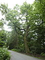 Stieleiche, ehemaliger Hutebaum im Schwanheimer Wald