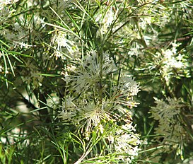 <center>Grevillea corrugata</center>