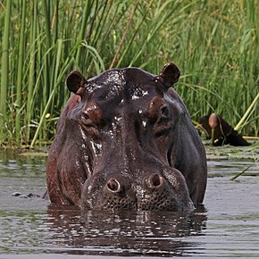 Hippopotamus amphibius