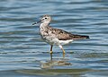 Image 91Lesser yellowlegs wading at the Jamaica Bay Wildlife Refuge