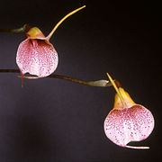 Masdevallia floribunda