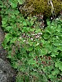 Saxifraga odontoloma