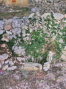 Trou au bas d'une berge (restanque), caché par du lierre.