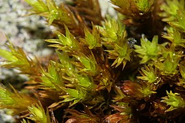 Orthotrichum cupulatum (a, 113322-471458) 4854.JPG