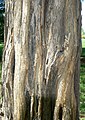 Osage Orange (Maclura pomifera) bark