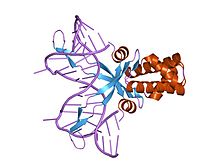 This is an example of a DNA bend with protein 1p78