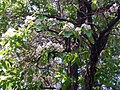 Paulownia fortunei (en).