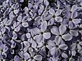 Phlox diffusa