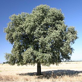 Quercus ilex subsp. rotundifolia